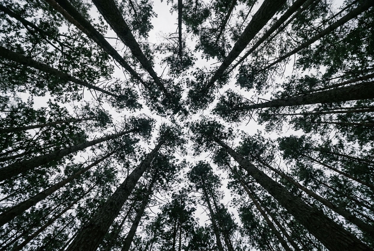 Looking up through a dense canopy of slender trees to a pale overcast sky, leaves in silhouette against flat cloud
